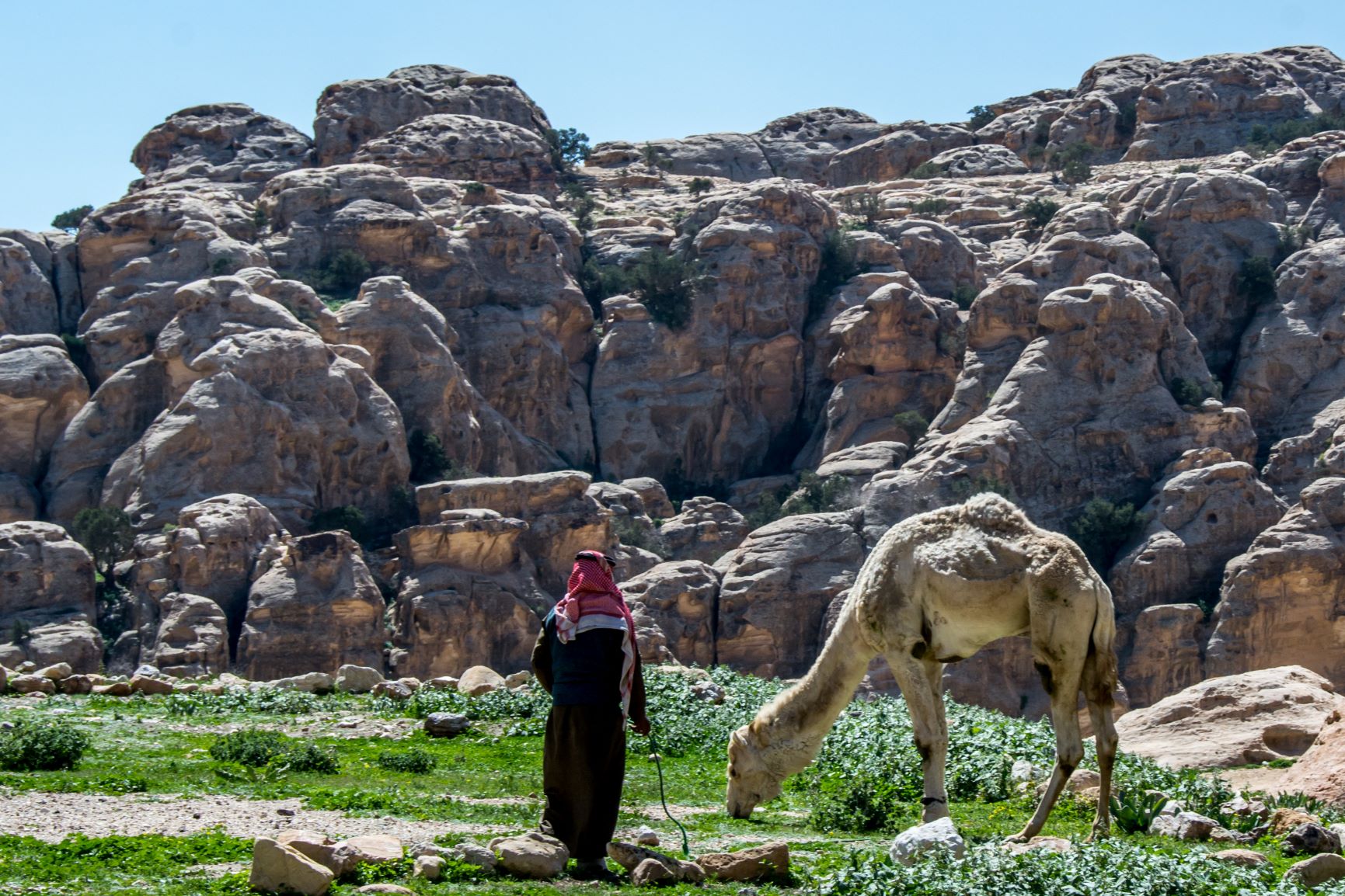 Bedouin Grazer