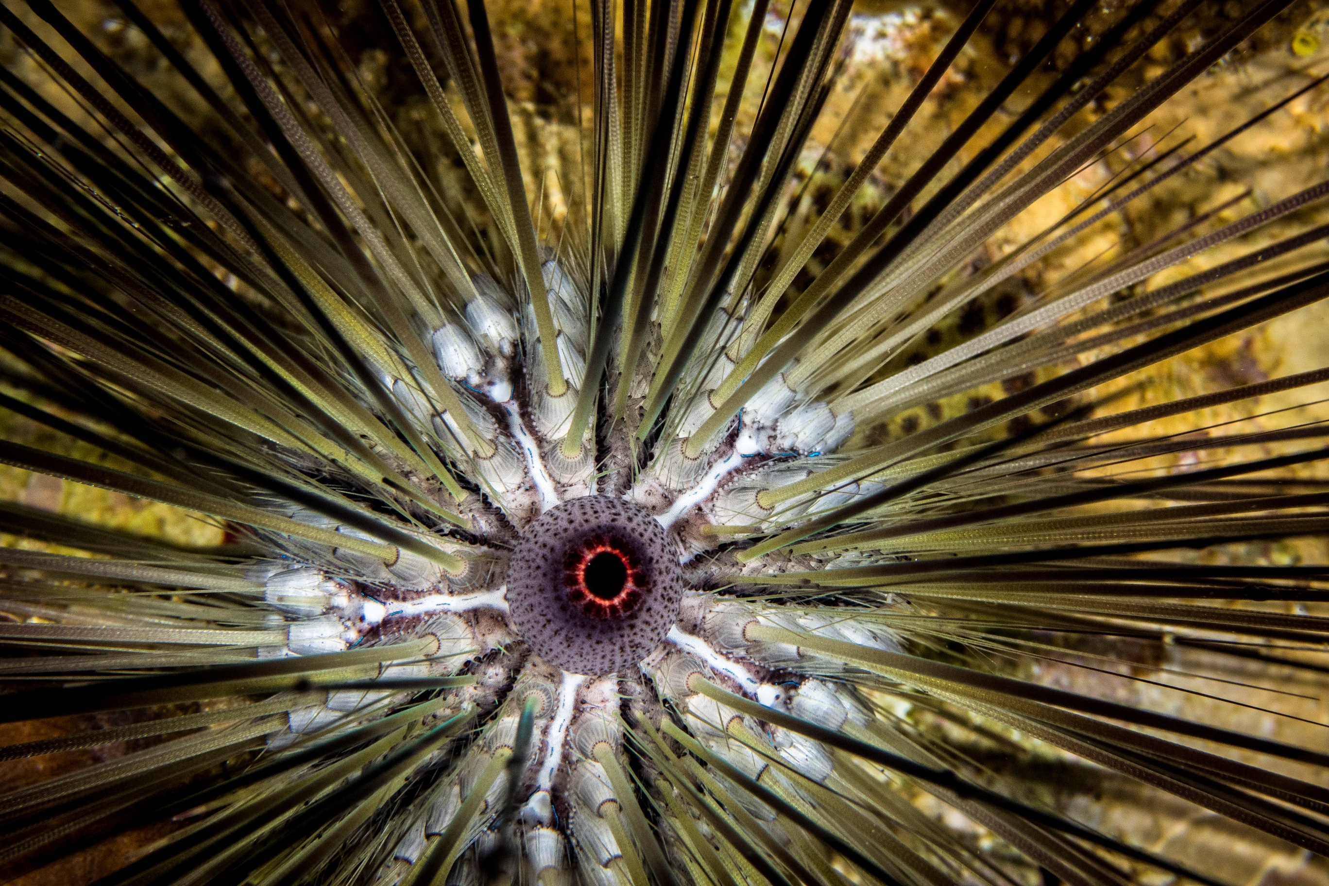 Sea Urchin 